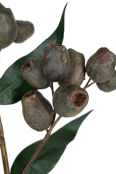 Crenguta cu fructe de Eucalypt 48 cm maro