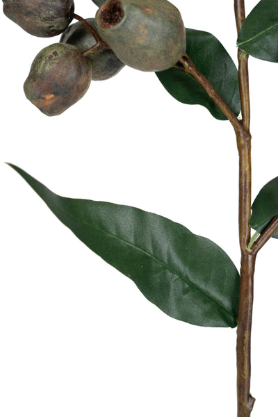 Crenguta cu fructe de Eucalypt 48 cm maro