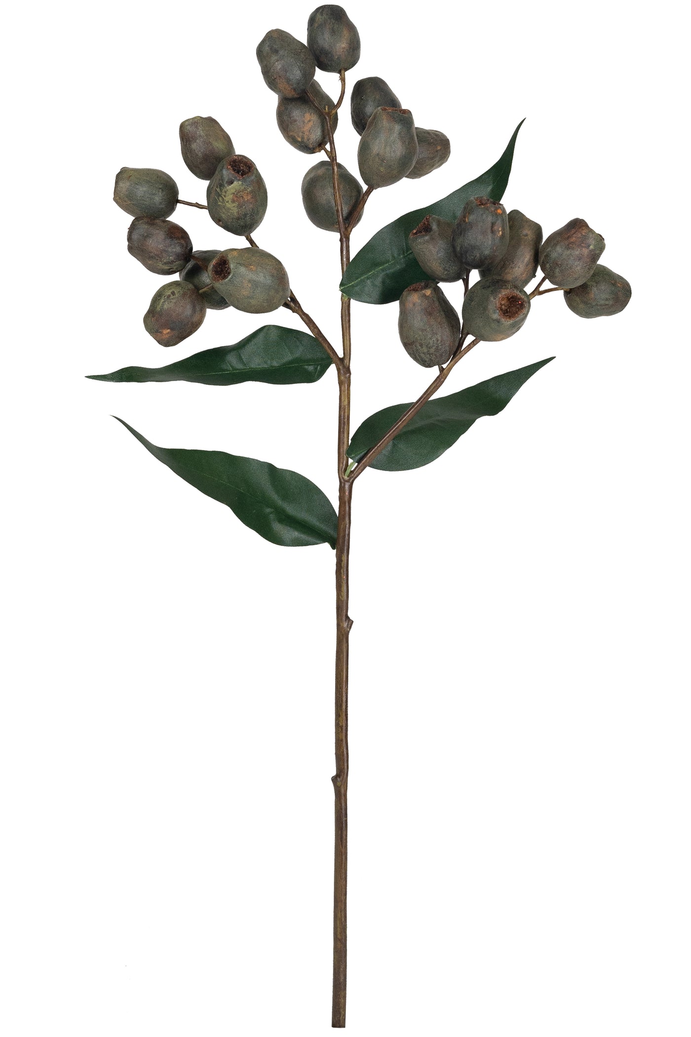 Crenguta cu fructe de Eucalypt 48 cm maro