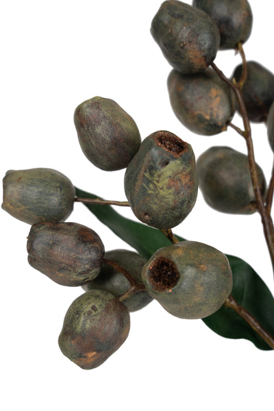 Crenguta cu fructe de Eucalypt 48 cm maro