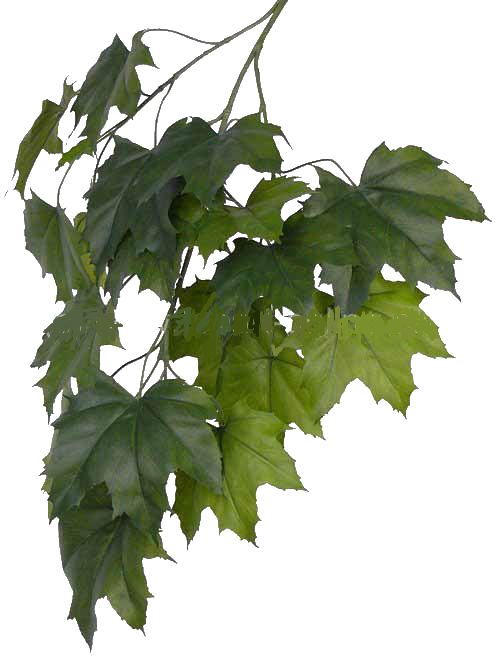 Crenguta cu frunze de Artar japonez 80 cm verde