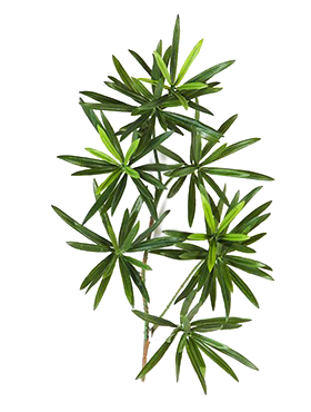 Crenguta cu frunze de Podocarpus 40 cm verde