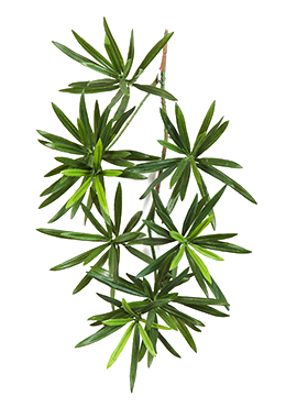 Crenguta cu frunze de Podocarpus 40 cm verde
