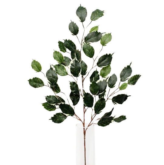 Crenguta de Ficus variegata 65 cm HO verde