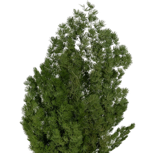 Crengute conservate Aralia ming H50-60 cm verde inchis RR1