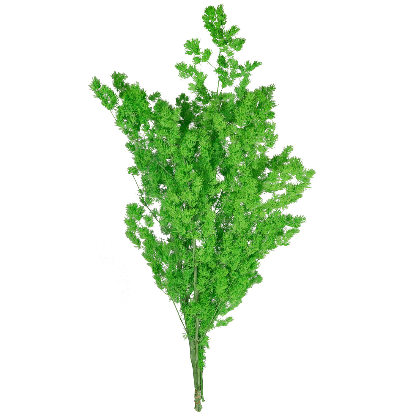 Crengute conservate Aralia ming H50-60 cm. verde intens RR3
