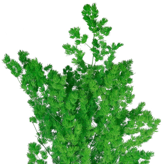 Crengute conservate Aralia ming H50-60 cm verde intens RR3