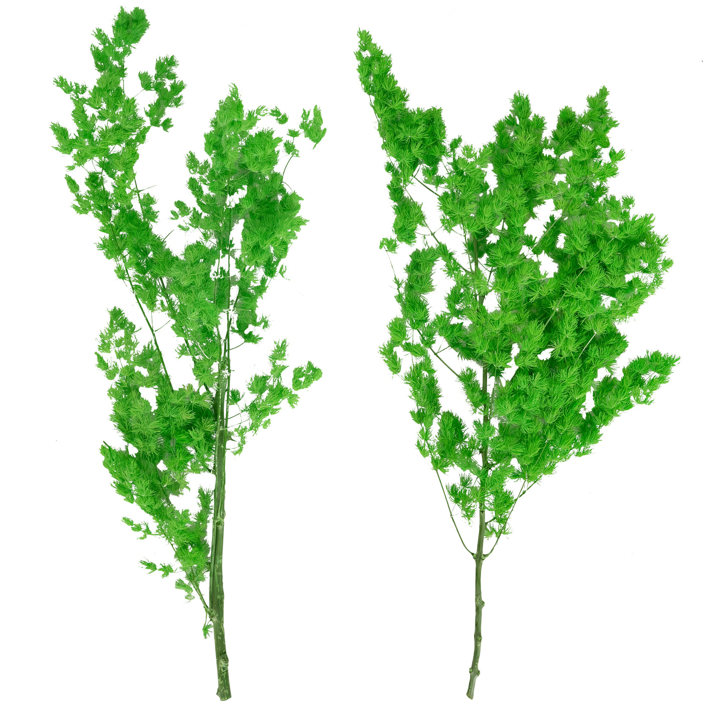 Crengute conservate Aralia ming H50-60 cm. verde intens RR3
