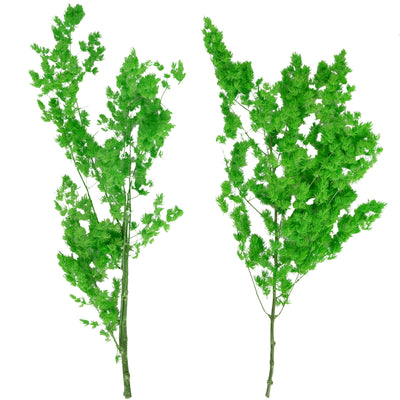 Crengute conservate Aralia ming H50-60 cm. verde intens RR3