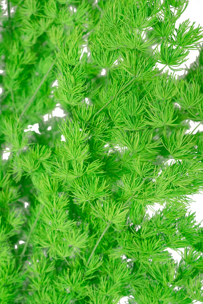 Crengute conservate Aralia ming H50-60 cm. verde intens RR3