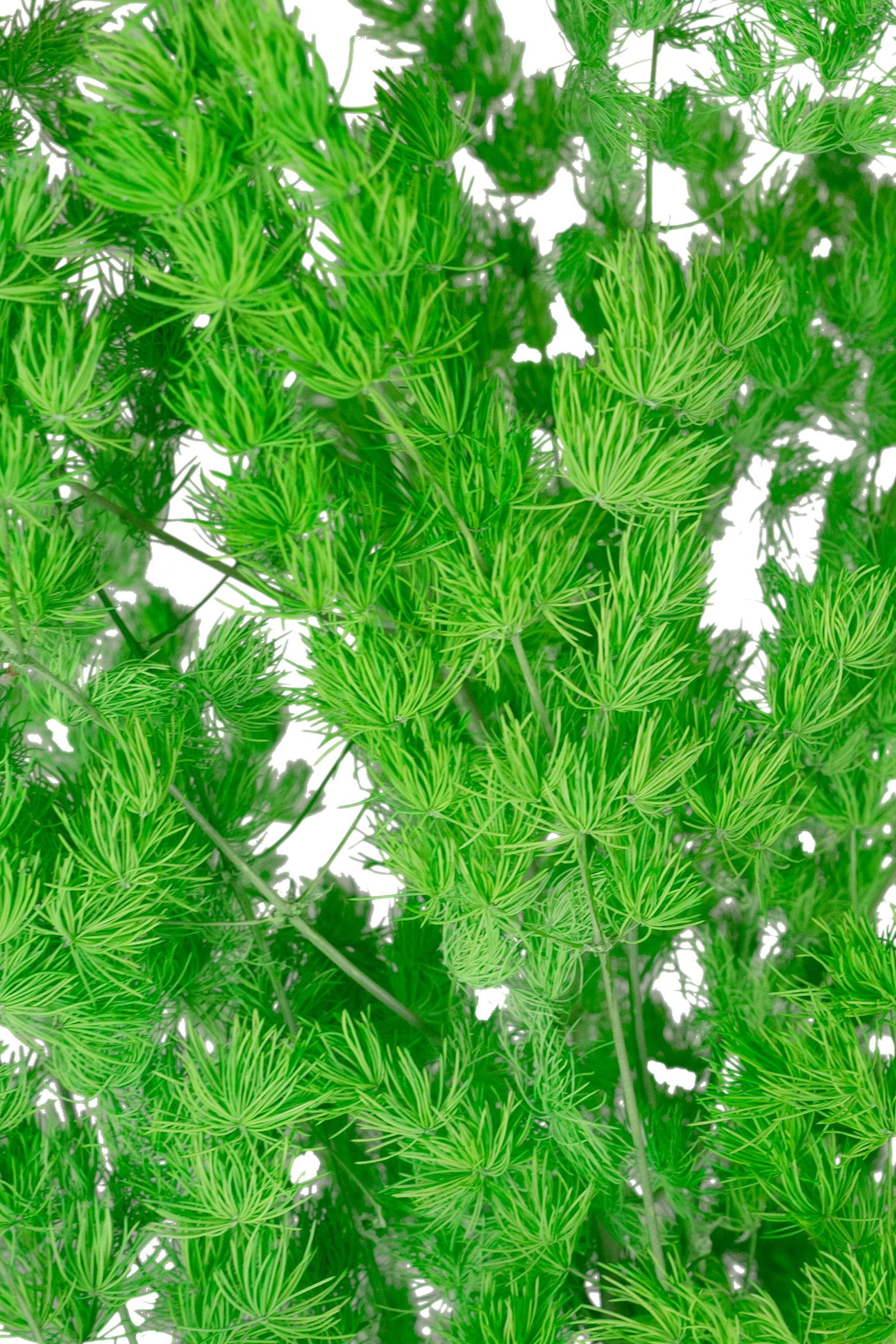Crengute conservate Aralia ming H50-60 cm. verde intens RR3