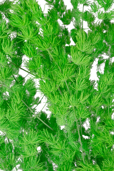 Crengute conservate Aralia ming H50-60 cm. verde intens RR3