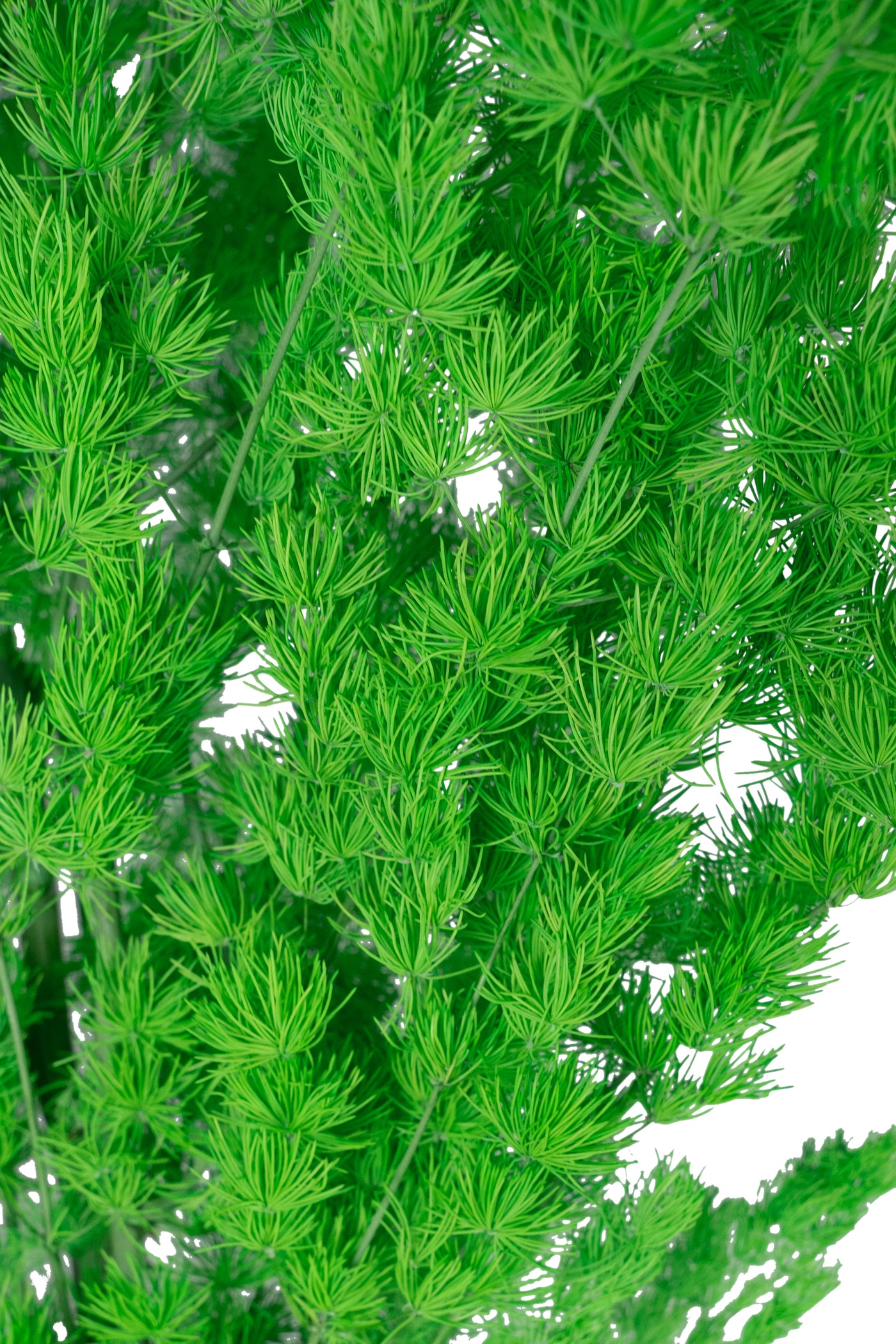 Crengute conservate Aralia ming H50-60 cm verde intens RR3