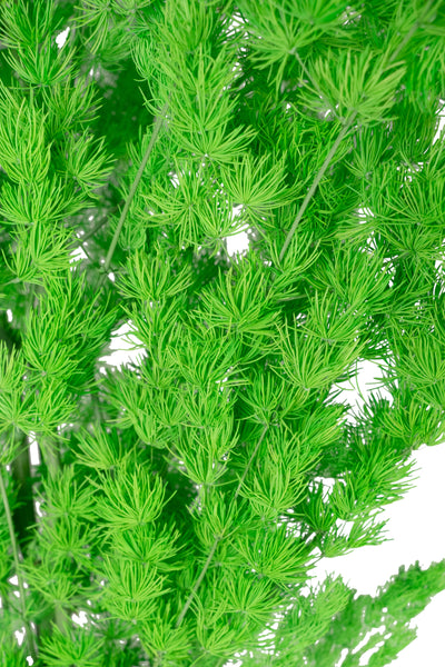 Crengute conservate Aralia ming H50-60 cm. verde intens RR3