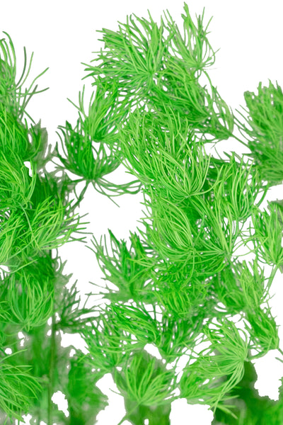 Crengute conservate Aralia ming H50-60 cm. verde intens RR3