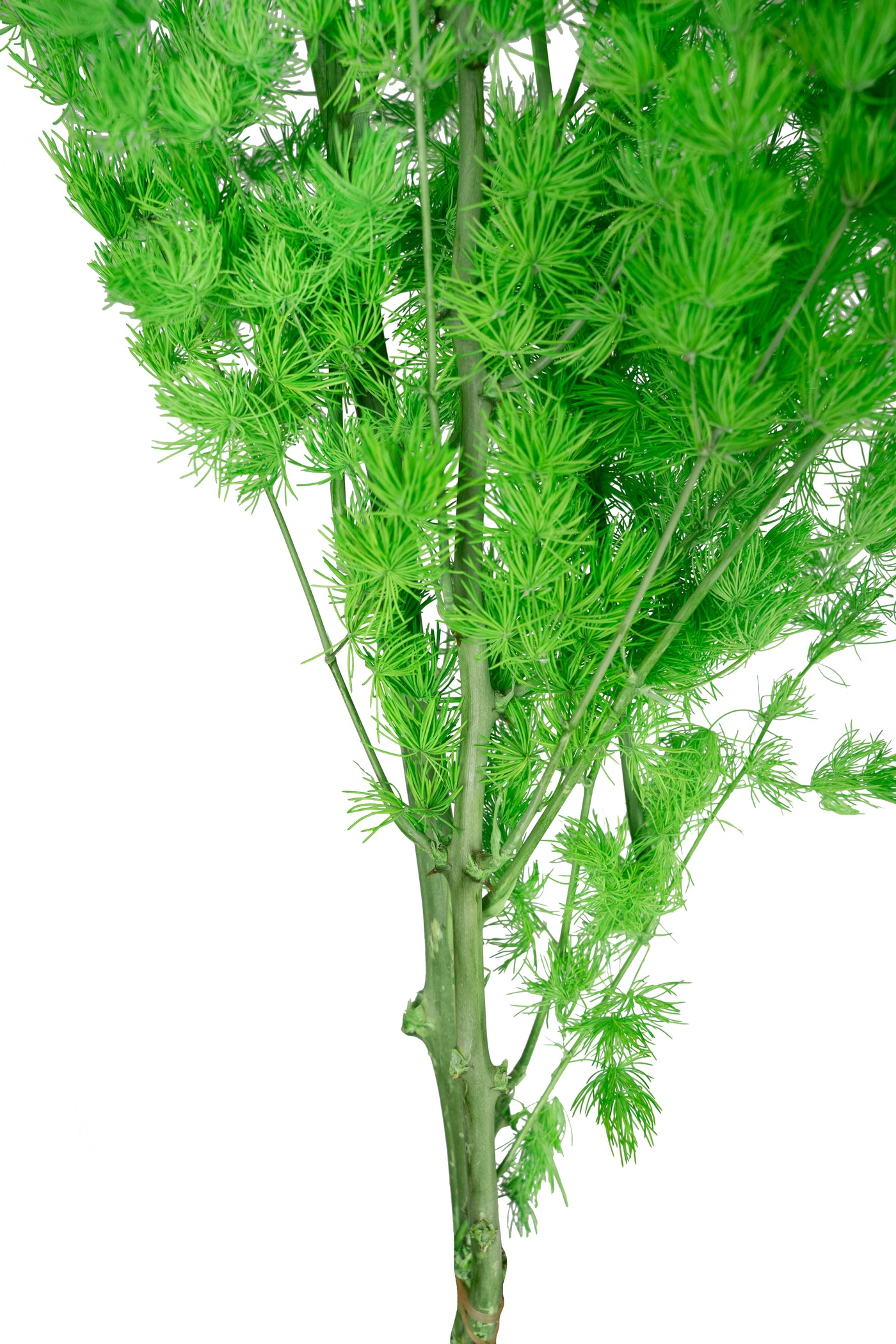 Crengute conservate Aralia ming H50-60 cm. verde intens RR3