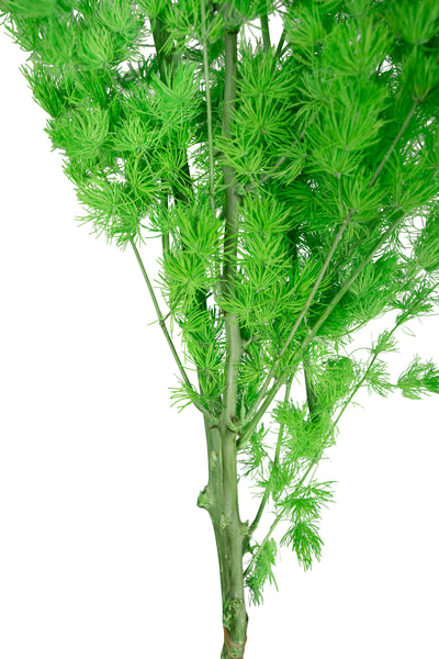 Crengute conservate Aralia ming H50-60 cm. verde intens RR3