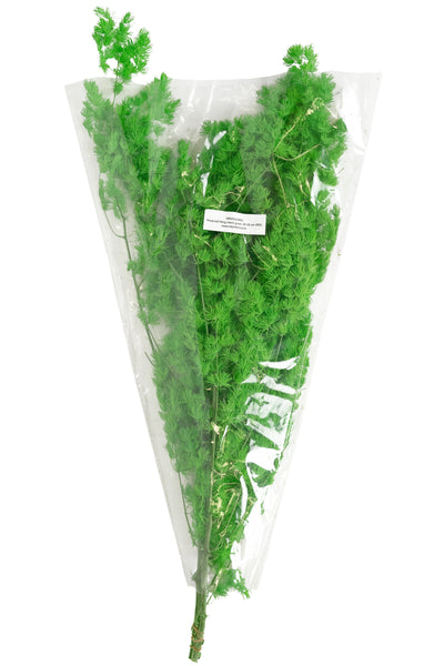 Crengute conservate Aralia ming H50-60 cm. verde intens RR3