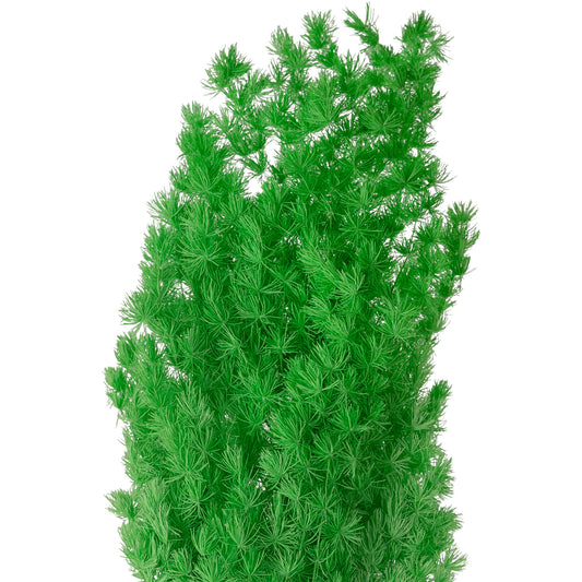 Crengute conservate Aralia ming H50-60 cm verde neon RR36