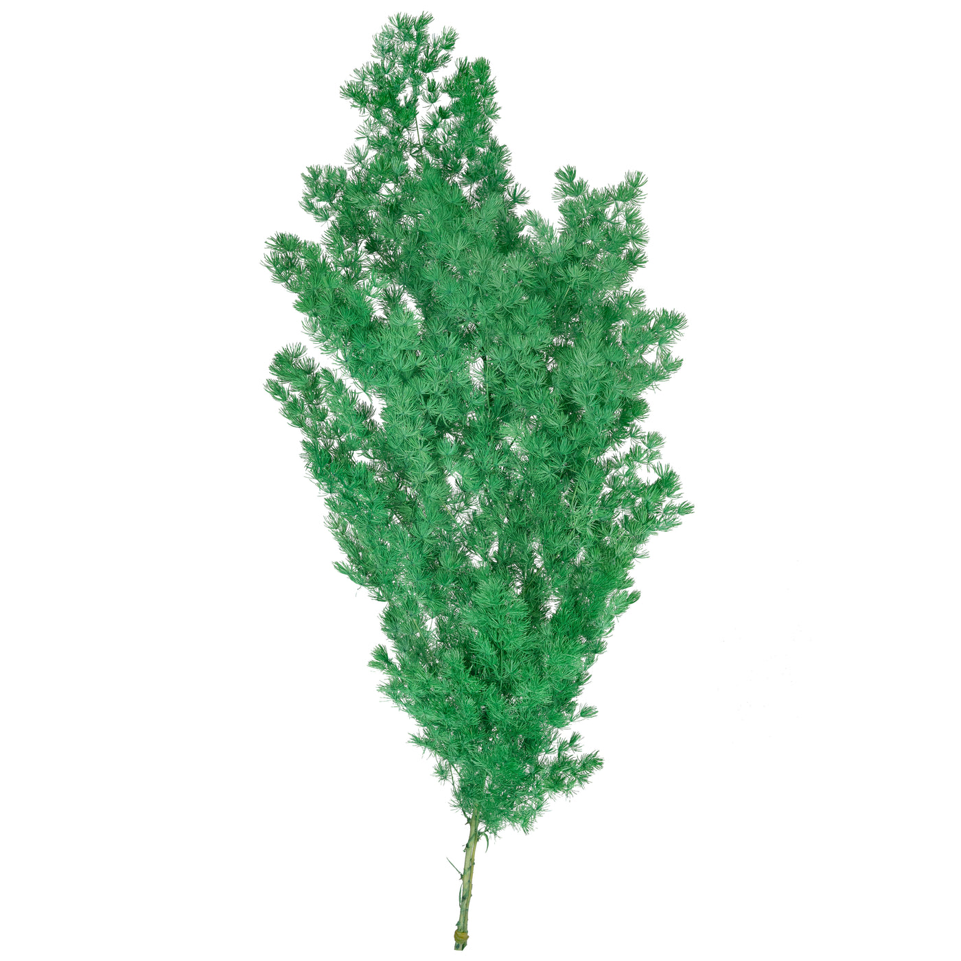 Crengute conservate Aralia ming H50-60 cm. verde smarald RR2