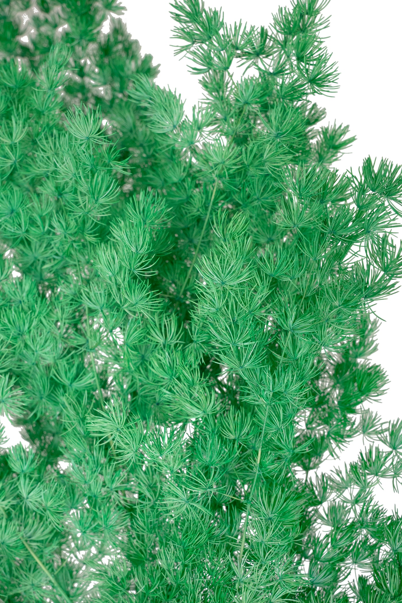 Crengute conservate Aralia ming H50-60 cm. verde smarald RR2