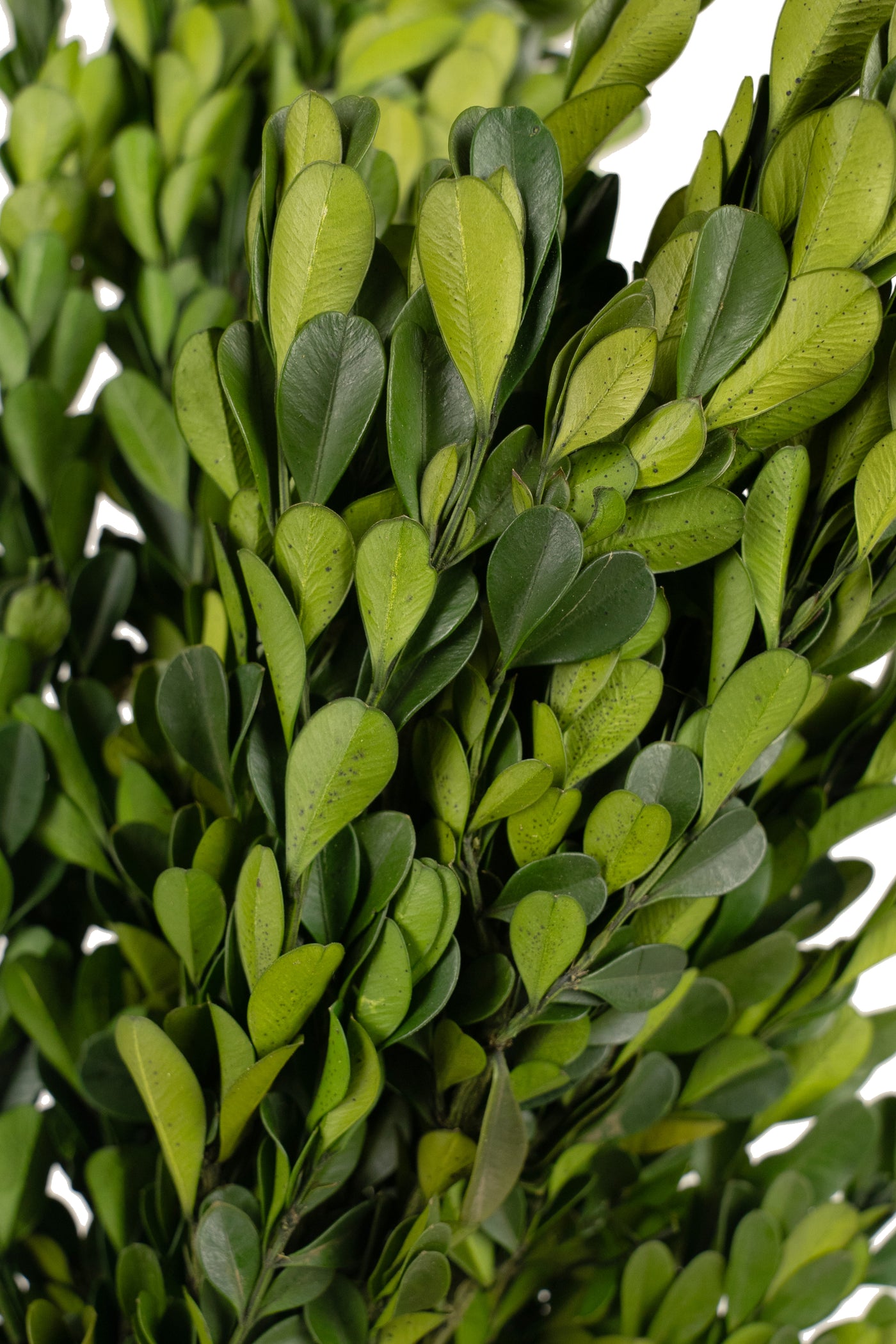 Crengute de Buxus conservat H40-60 cm verde deschis RR4