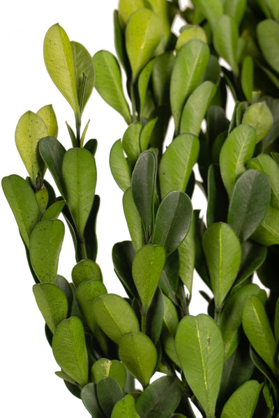 Crengute de Buxus conservat H40-60 cm verde deschis RR4