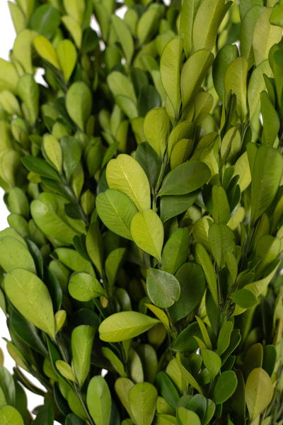 Crengute de Buxus conservat H40-60 cm verde deschis RR4