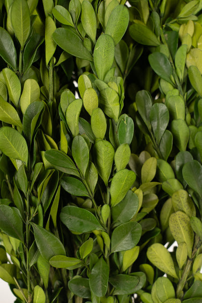 Crengute de Buxus conservat H40-60 cm verde deschis RR4