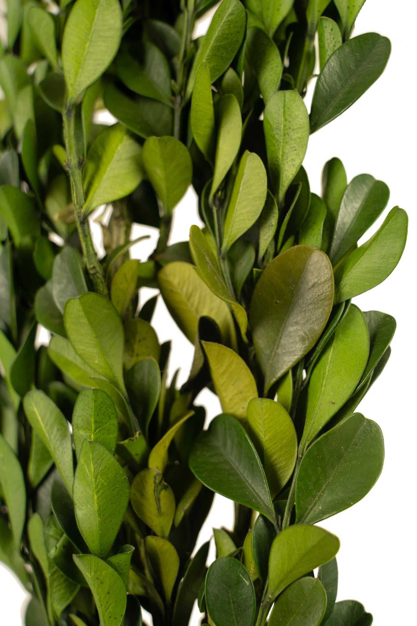 Crengute de Buxus conservat H40-60 cm verde deschis RR4