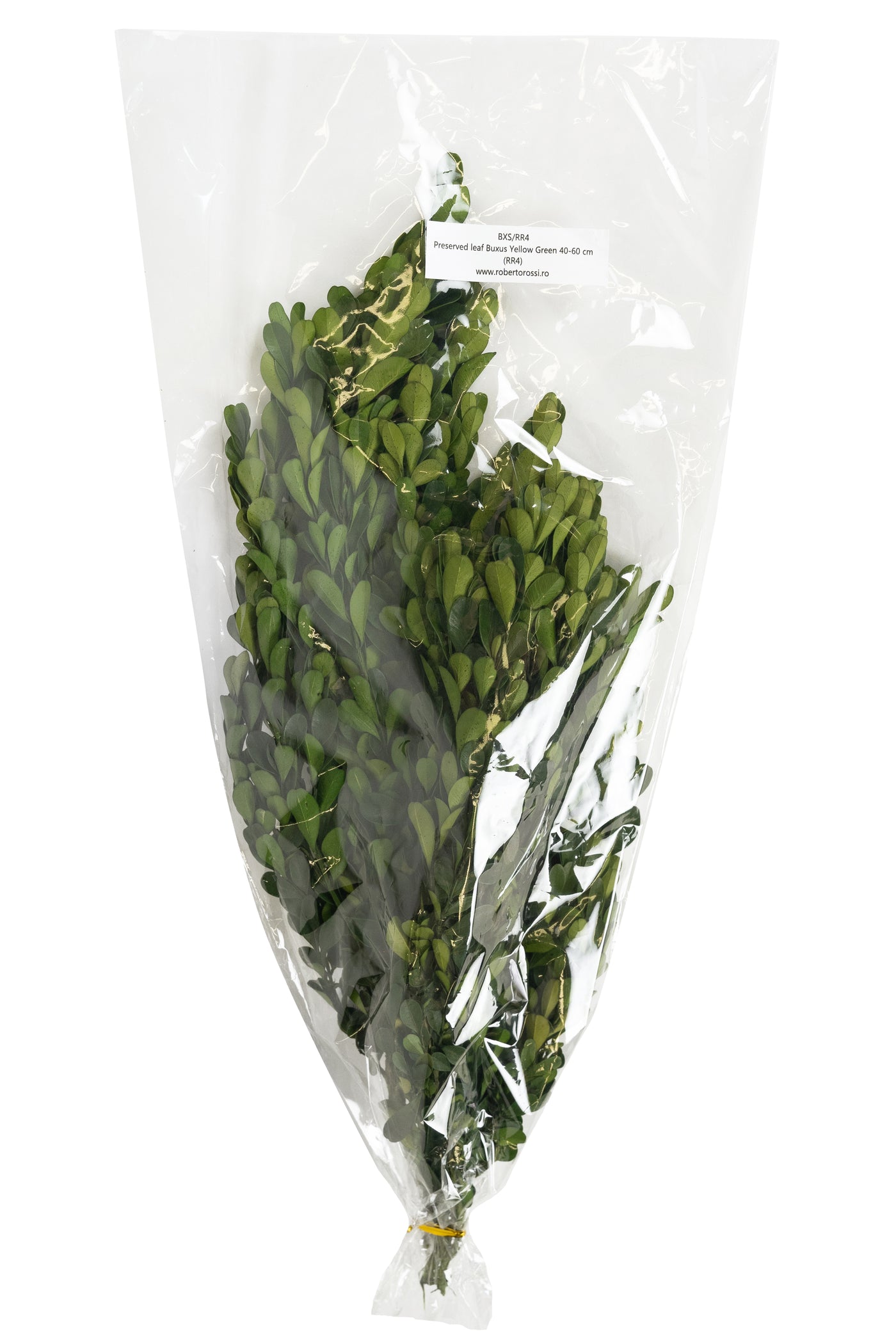 Crengute de Buxus conservat H40-60 cm verde deschis RR4