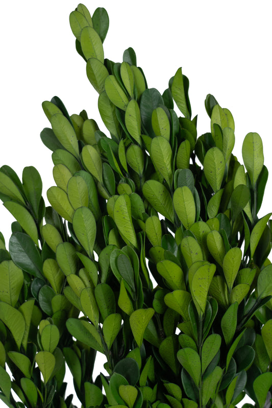 Crengute de Buxus conservat H40-60 cm verde inchis RR1