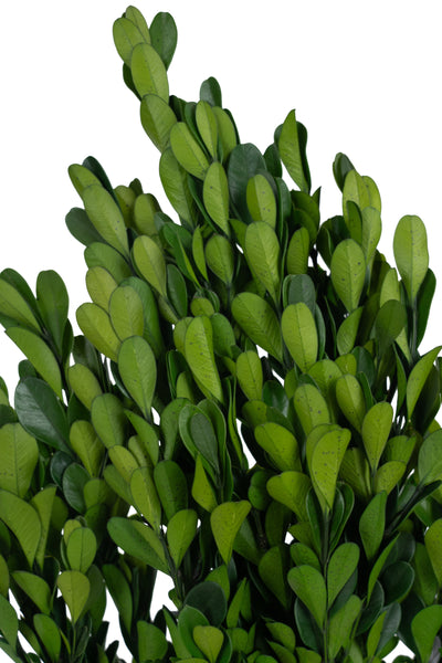 Crengute de Buxus conservat H40-60 cm verde inchis RR1
