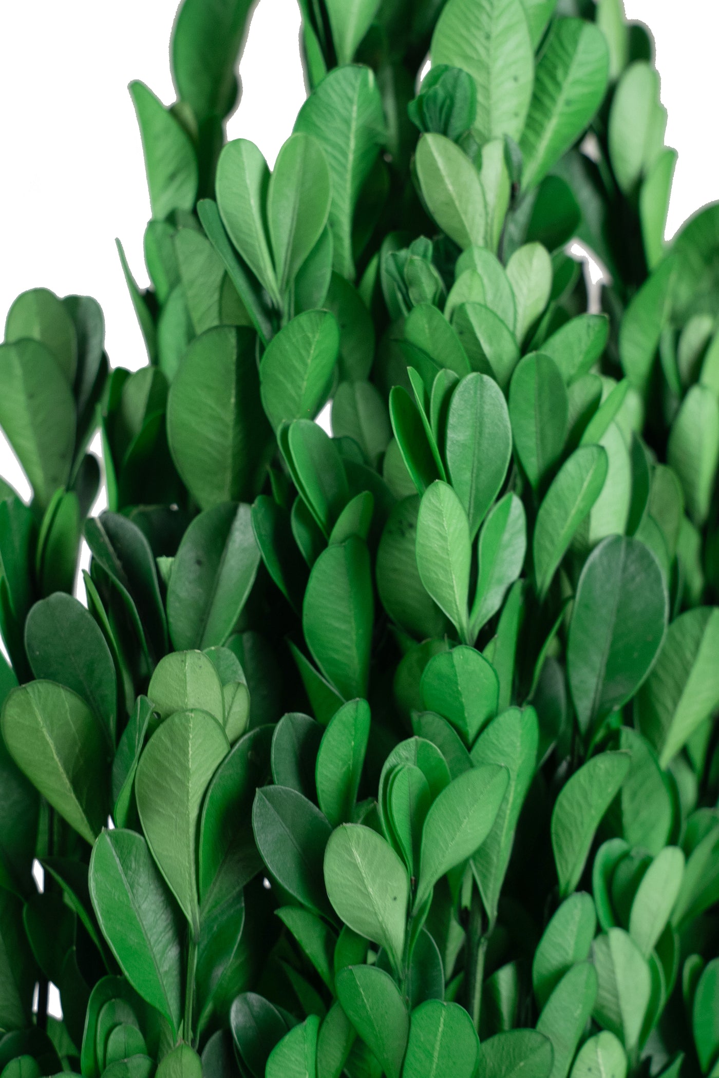 Crengute de Buxus conservat H40-60 cm verde intens RR3