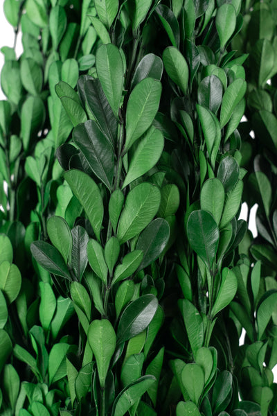 Crengute de Buxus conservat H40-60 cm verde intens RR3