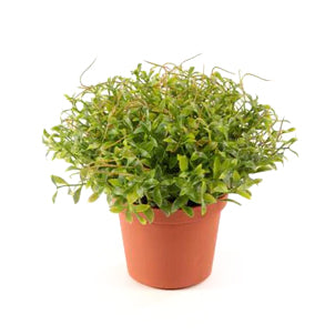 Cress artificial H13 cm