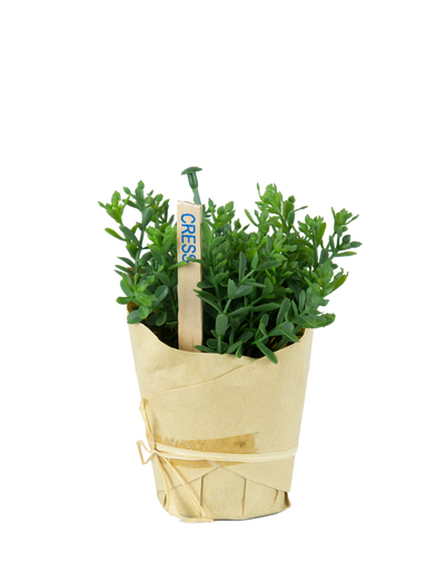 Cress artificial in hartie H12 cm