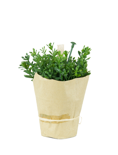 Cress artificial in hartie H12 cm