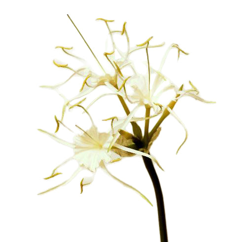 Crin artificial alb paianjen H80 cm HO