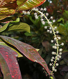 Croton (codiaeum) petra D80xH230 cm