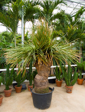 Palmier rezistent la ger Dasylirion miquihuanensis 250 cm