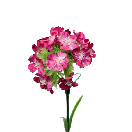 Dianthus artificial fuchsia Barbatus 50 cm HO