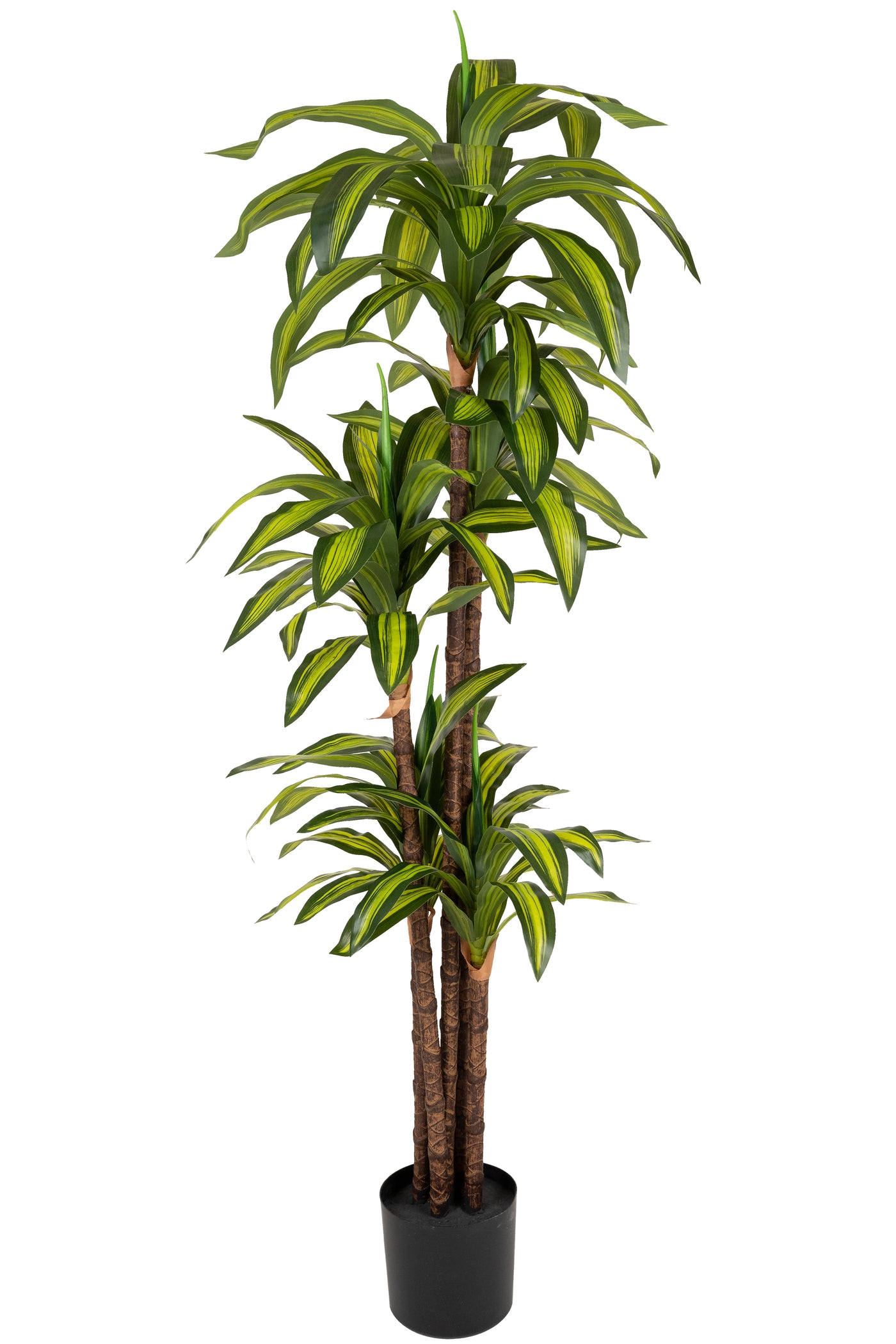 Dracaena artificiala cintho cu 97 frunze H150cm