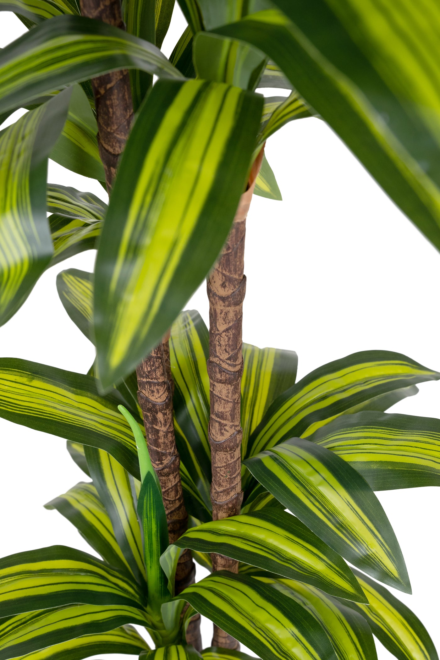 Dracaena artificiala cintho cu 97 frunze H150cm