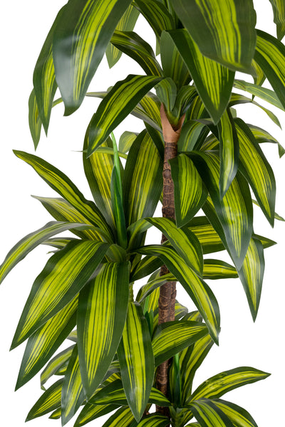 Dracaena artificiala cintho cu 97 frunze H150cm