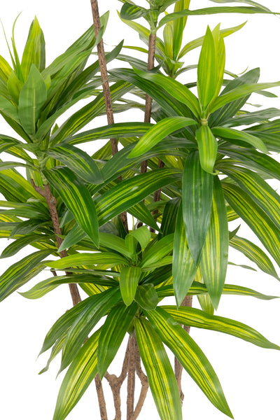 Dracaena artificiala H100cm fragrans cu frunze verzi