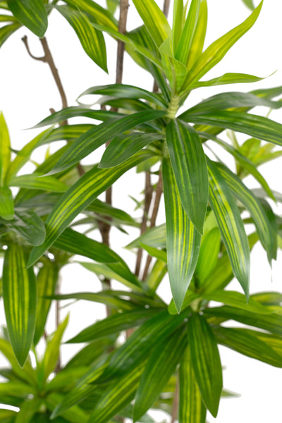 Dracaena artificiala H150cm fragrans cu frunze verzi