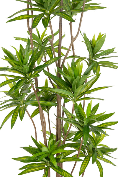 Dracaena artificiala H200cm fragrans cu frunze verzi