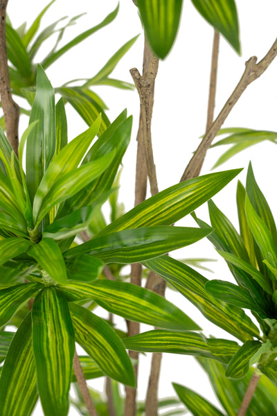 Dracaena artificiala H200cm fragrans cu frunze verzi