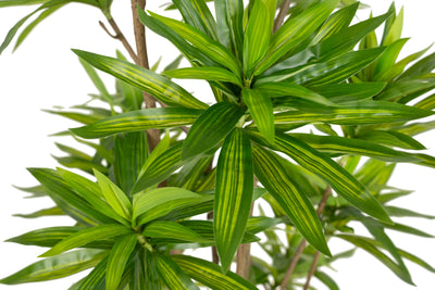 Dracaena artificiala H200cm fragrans cu frunze verzi